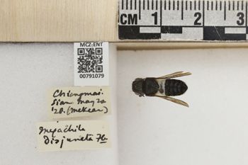 Media type: image;   Entomology 791079 Aspect: Labels